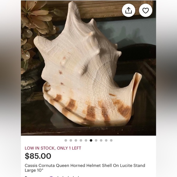 Cassis Cornuta Queen Horned Helmet Shell - Picture 15 of 16